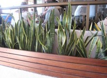 Kwikfynd Indoor Planting
malarga