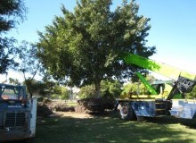 Kwikfynd Tree Management Services
malarga